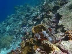 MS Camouflaged scorpionfish swims away / Layang Layang, Sabah, Malaysia Stock Footage
