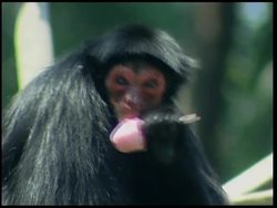 Animals offered icy treats to help them cope in heatwave News Clip