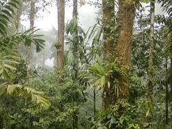 Interior of tropical rainforest, Ecuador,  during an afternoon shower with rain and mist Stock Footage