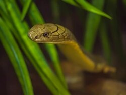 King cobra. Stock Footage