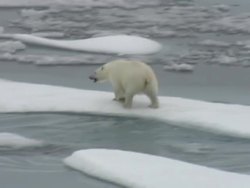 Polar Bear walking across Arctic Ice Floes News Clip