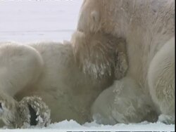 Polar bears (Ursus maritimus) starting playfighting, near Churchill, Manitoba, Canada Stock Footage