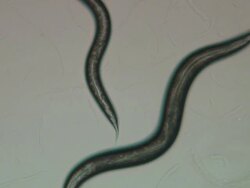 Caenorhabditis elegans (C.elegans) moving across surface of agar plate Stock Footage