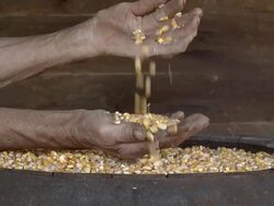 Old Wrinkled Farmers Hands Sifting Corn Stock Footage