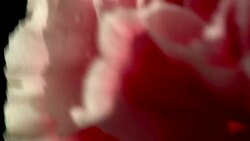 Carnation ECU flower in beautiful light with water drops Stock Footage