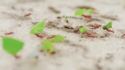 Fire ants carry green leaves for the nest Stock Footage