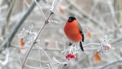 Bulfinch Stock Footage