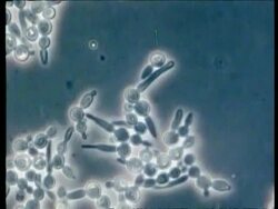 CU time lapse microscopic view of Candida albicans fungus, thrush growing, fungal hyphae, phase contrast illumination Stock Footage