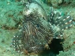 CU Shot of Devil fire fish lying on sea floor covering with seaweed / Matola, Maputo, Mozambique Stock Footage