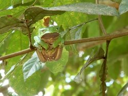 WS View of Waxy Monkey Frog [Phyllomedusa sauvagii] holding onto branch / Peruvian Amazon, Peru Stock Footage
