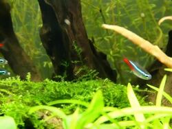 Neon fish Stock Footage