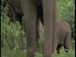 CU Asiatic Elephant, Elephas maximus, calf moving between the legs of adult elephant, Western Ghats, India Stock Footage