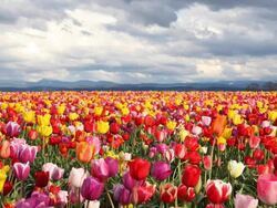 field of multi colored tulips Stock Footage
