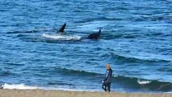 Record number of whales gather in Argentina Instructional Video
