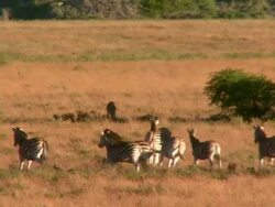 LS TS Herd of Plains Zebras with Cheetah and cub / South Africa Stock Footage