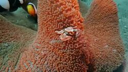 Anemone Crab undersea Stock Footage