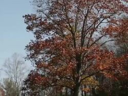 Fall lake in the Blue Ridge Mountains, Virginia, USA Stock Footage