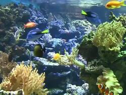 Coral colony Stock Footage