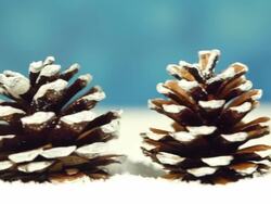 Christmas Trees, camera pan Stock Footage