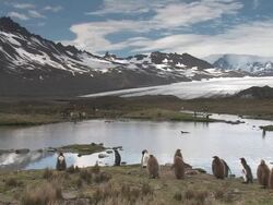 WS, King penguins (Aptenodytes patagonicus) gathering around pond, ice field and snowy mountains in background, South Georgia Island, Falkland Islands, British overseas territory Stock Footage