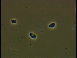 Freshwater flagellate protozoans, flagella movement visible Stock Footage