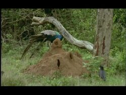 Termite mound with winged termites emerging, preyed upon by Peacock (Pavo cristatus), Nagarahole, India Stock Footage