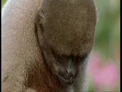 CU Woolly monkey scratches, then gets up and walks away from camera, South America Stock Footage