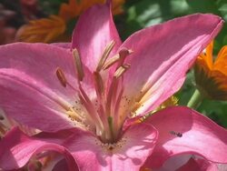 Fly on the Pink Lily Stock Footage