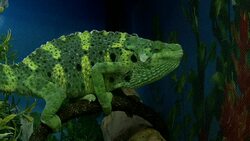 Chameleon in pet store Stock Footage