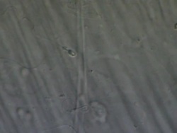 Single Human sperm swimming, Interference contrast Stock Footage