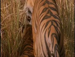 Royal Bengal tiger (Panthera tigris tigris) pair mating, slow motion, Bandhavgarh National Park, India Stock Footage