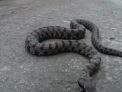 Don't make me nervous Stock Footage