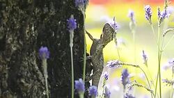 Green Lizard on tree in garden Stock Footage