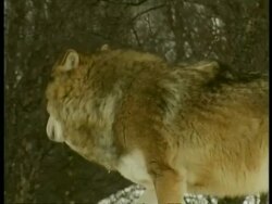 CU Grey wolf, Canis lupus, turns from camera and moves away, Arctic Circle Stock Footage