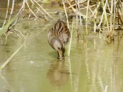 MS Shot of spotted crake (Porzana porzana) feeding on insects in shallow water / Maagan Michael, Carmel Coast, Israel Stock Footage