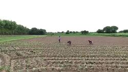 Cauliflower crop Plantation elevated view Stock Footage