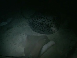Marble Ray (Taeniura meyeni) and Pink Whipray (Himantura fai), feeding at night, Vaavu Atoll, The Maldives Stock Footage