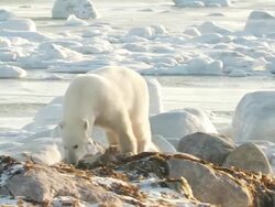   MS TS Polar bear walking amongst boulder of ice / Churchill, Manitoba, Canada Stock Footage