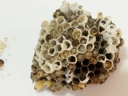 Wasp's nest Stock Footage