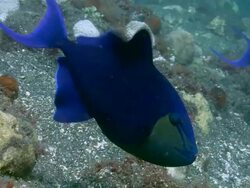 Red mouth triggerfish (Odonus niger) group, guarding and ventilating their nests, which are buried in black volcanic sand. Triggerfish have the fastest developing eggs. Spawning occurs at dawn and by dusk the eggs are ready to disperse Stock Footage