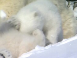 MS Polar bear cub snuggling against mother while another cub pawing face / Wapusk National Park, Manitoba, Canada Stock Footage