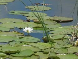 Summer Water Lily Stock Footage