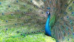 Beautiful peacock Stock Footage