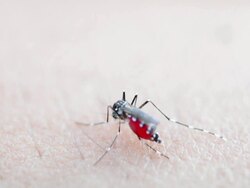 Mosquitoes suck blood Stock Footage