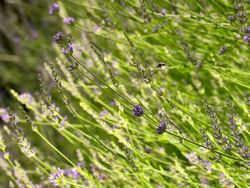 MS SLO MO Shot of one honeybee flying across lavender / Les Mureaux, Yvelines (78), France Stock Footage