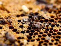 bees and hives Stock Footage