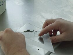 HA ECU worker in caviar factory measuring size of caviar eggs,4KMSTR Stock Footage