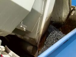  CU ZI Shot of material unloading to asphalt laying machine / Saarburg, Rhineland-Palatinate, Germany Stock Footage