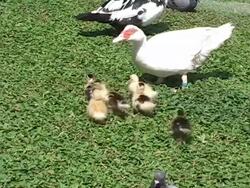 Mother duck with baby ducks Stock Footage