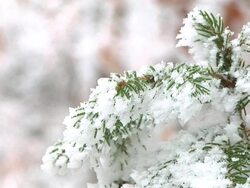 HD:Frozen twigs Stock Footage